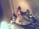 brown_leghorn_bantam_with_9_chicks~0.jpg