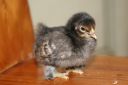 brown_red_x_buff_chick_1_week_old.jpg