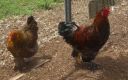 bruce_and_brahma_pullet_25_2~0.jpg