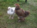 bruce_the_brahma_and_sussex_pullet~0.jpg