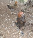 bruce_the_brahma_at_11_weeks_old~0.jpg
