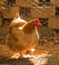 buff_cochin_x_light_sussex_hen-3592.jpg