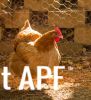 thumb_buff_cochin_x_light_sussex_hen-3592~1.jpg