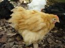 buff_pekin_cockerel_8_wks_2.jpg