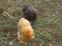 buffy_and_one_of_the_veronica_s_-_pekin_hens.jpg