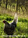 campine_in_the_vineyard~0.jpg
