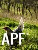 thumb_campine_in_the_vineyard~1.jpg
