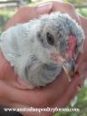 chick_1_on_the_outside.jpg