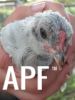 thumb_chick_1_on_the_outside~1.jpg
