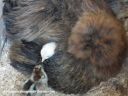 chickens_023_28640x48029.jpg