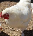 chickens_20132121_1114~0.jpg