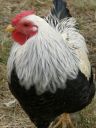 chickens_for_sale_2013_011~0.jpg