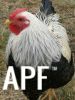 thumb_chickens_for_sale_2013_011~1.jpg