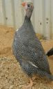 chickens_for_sale_2013_032~0.jpg