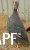 thumb_chickens_for_sale_2013_032~1.jpg