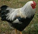chickens_for_sale_2013_061.jpg