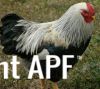 thumb_chickens_for_sale_2013_061~1.jpg