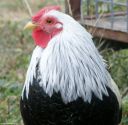 chickens_for_sale_2013_065.jpg