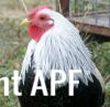 thumb_chickens_for_sale_2013_065~1.jpg