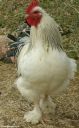 chickens_for_sale_2013_086.jpg
