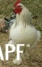 thumb_chickens_for_sale_2013_086~1.jpg