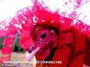 chicky_gaga_poster_chick.jpg