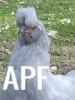 thumb_chook_with_attitude.jpg