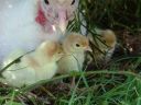 chooks_069__small___small__0.jpg