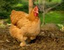 cochin_x_sussex_hen__0.jpg