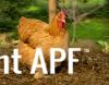 thumb_cochin_x_sussex_hen__0~1.jpg