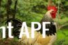 thumb_cockerel_side_on_0.jpg