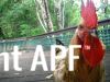thumb_coco2c_my_rooster.jpg
