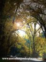 country_road_in_autumn~0.jpg