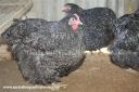 crele_blue_pullet_res_champ_2010_nats~0.jpg