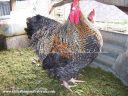 crele_ckl_and_pullet_ckl_champ_2010_nats~0.jpg