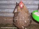crele_orp_pullet_oct_2009~0.jpg