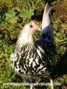 curious_silver_spangled_hamburg~0.jpg