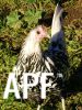 thumb_curious_silver_spangled_hamburg~1.jpg