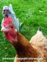 curiouser_and_curiouser~0.jpg
