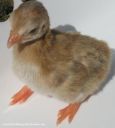 darkeyedcinnamonpiedkeet3~0.jpg