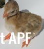 thumb_darkeyedcinnamonpiedkeet3~1.jpg