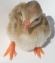 darkeyedcinnamonpiedkeet4.jpg