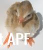 thumb_darkeyedcinnamonpiedkeet4~1.jpg