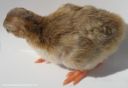 darkeyedcinnamonpiedkeet5.jpg