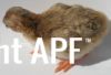 thumb_darkeyedcinnamonpiedkeet5~1.jpg