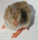darkeyedcinnamonpiedkeet_28229_0.jpg