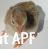 thumb_darkeyedcinnamonpiedkeet_28229~1.jpg