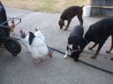 dogs_and_sussex_outside_stable_for_treats.jpg