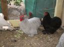 donny__split_pullet_and_cuckoo_hen.jpg