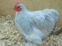 donny_s_baby_lavender_cockerel.jpg
